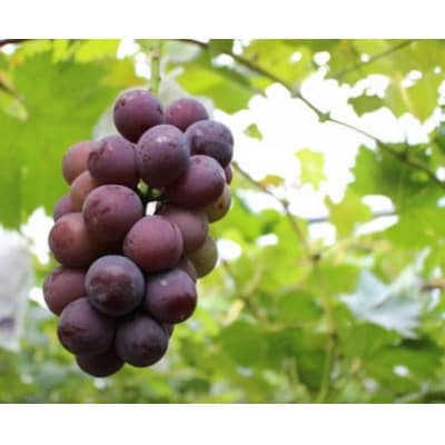 3種のぶどう詰め合わせ【配送不可地域：離島】