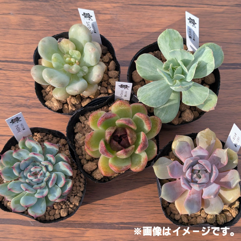 多肉植物ポット苗 ５個セット [1225] 5個セット
