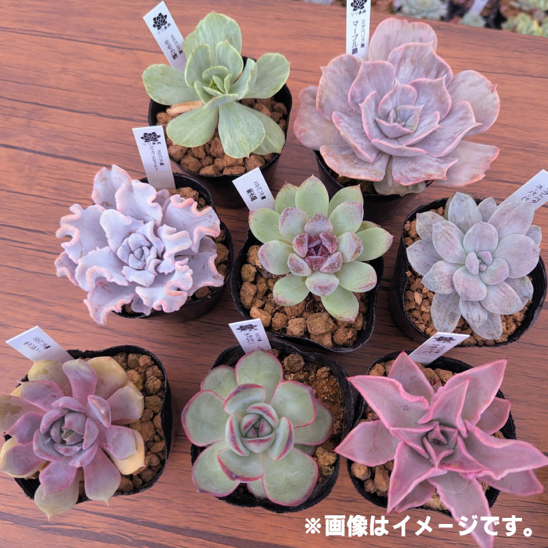多肉植物ポット苗 ８個セット [1226] 8個セット