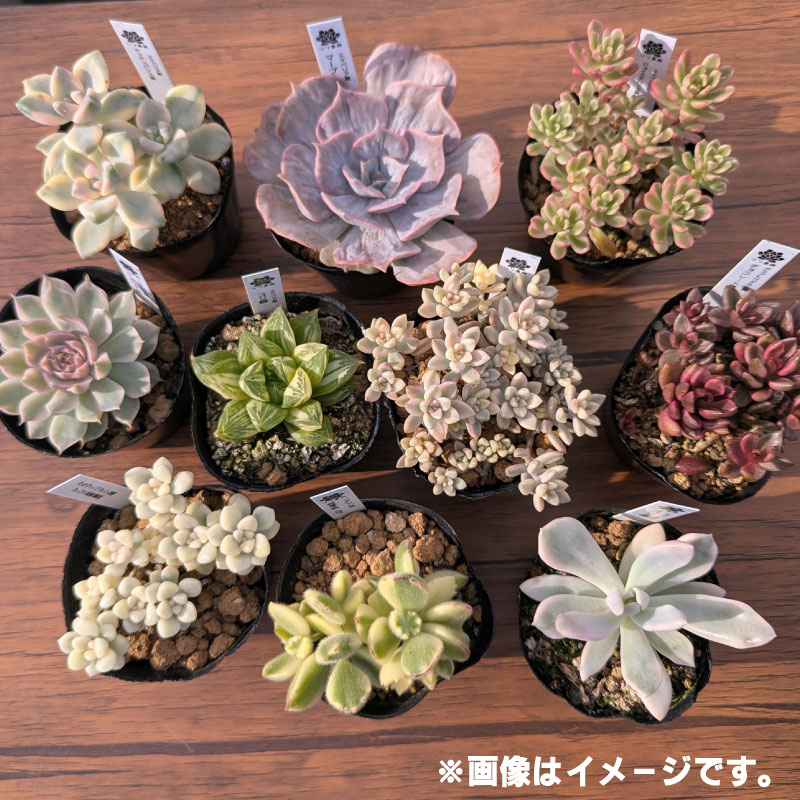 多肉植物ポット苗の錦（斑入り）10個セット [1227] 10個セット