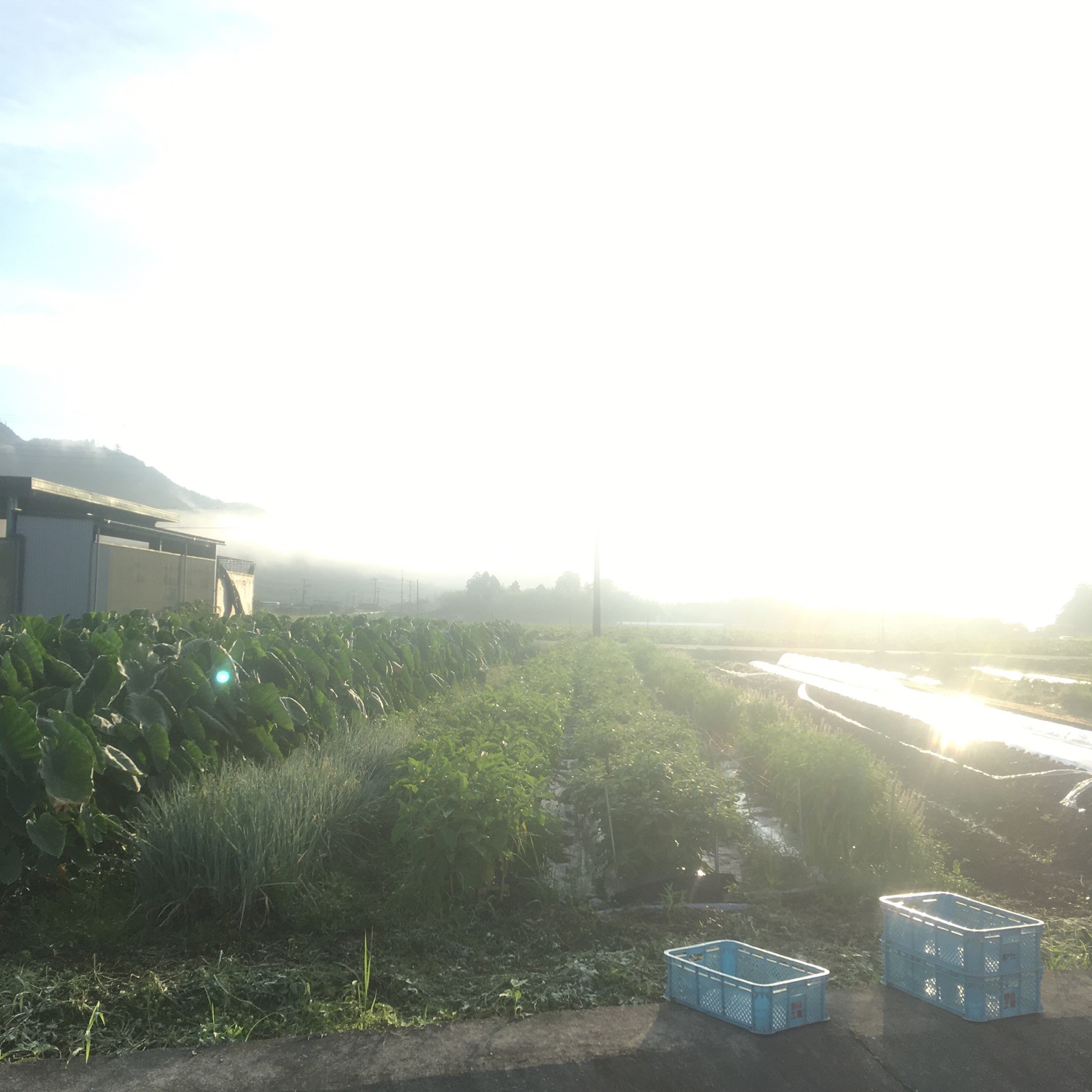 農場なつめやし　旬の野菜セット（栽培期間中、農薬・化学肥料不使用）[814]