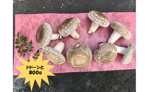 大きな椎茸 肉厚プリプリ生椎茸 800g！[672] しいたけ シイタケ
