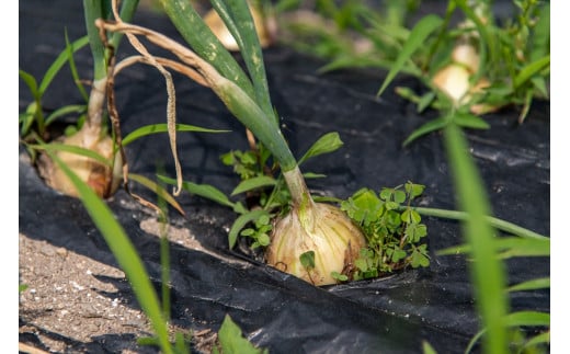 【季節限定】伝統野菜と在来種のピュアオーガニック野菜セット３か月定期便 [1182] ３回定期便