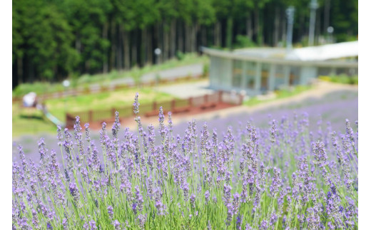 癒しの香りセットD [1088]