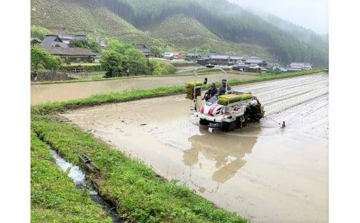 玄米 お米 ５kgコシヒカリ 兵庫県多可町産 [1292]