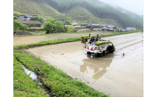 令和７年産 お米 5kg コシヒカリ 精米 兵庫県多可町産 [1198]