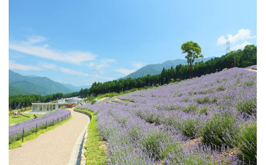 ラベンダーパーク多可