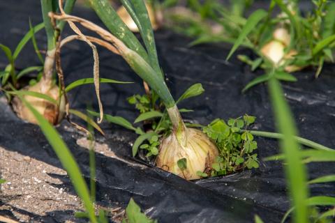 【最優秀賞受賞！甘味＆栄養】有機JAS認証の無農薬、チヨちゃんの野菜６ヶ月定期[956] ６か月定期便