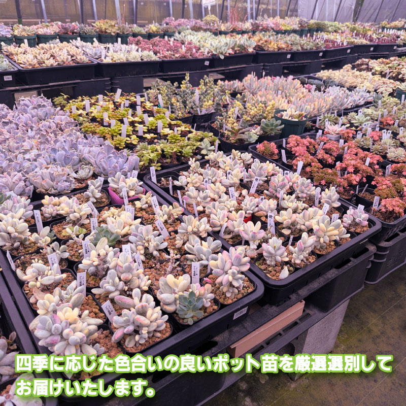 多肉植物ポット苗 ５個セット [1225] 5個セット