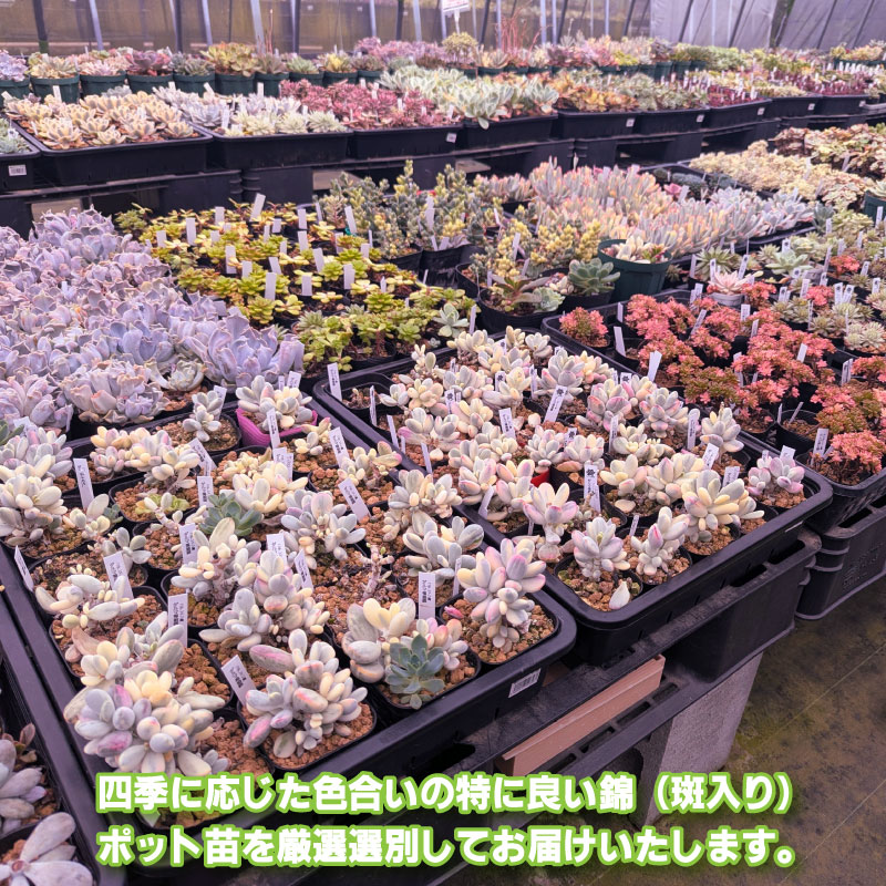 多肉植物ポット苗の錦（斑入り）10個セット [1227] 10個セット