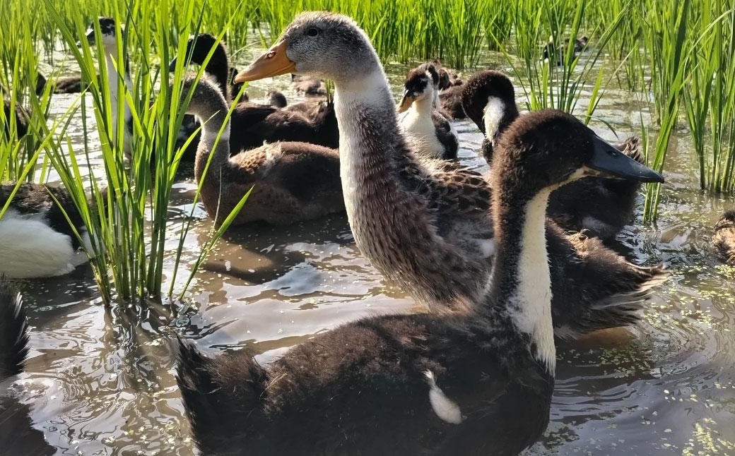 【若づる鴨】有機JAS田んぼで育ったアイガモロース肉スライス[1171] 鴨鍋 ロース肉 鴨 カモ