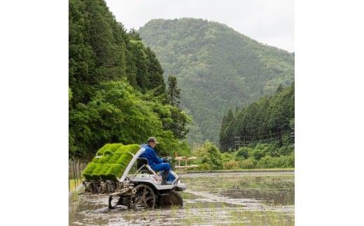 お米作り60年以上 檜本さんのキヌヒカリ5kg [1291] お米 精米 ５kg キヌヒカリ 兵庫県 多可町 ひのきもとさん