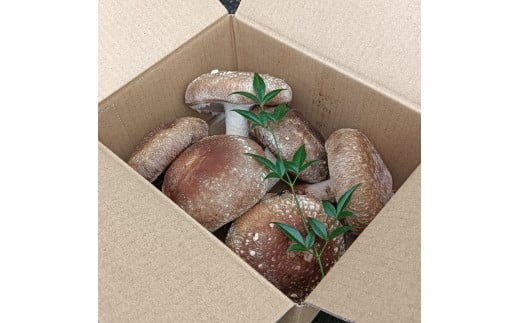 大きな椎茸 肉厚プリプリ生椎茸 800g！[672] しいたけ シイタケ