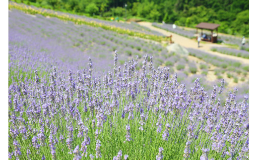 ラベンダーパーク多可