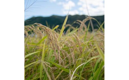 玄米 お米 ５kgコシヒカリ 兵庫県多可町産 [1292]