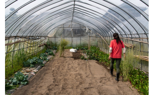 【季節限定】伝統野菜と在来種のピュアオーガニック野菜セット４か月定期便[1181] ４回定期便
