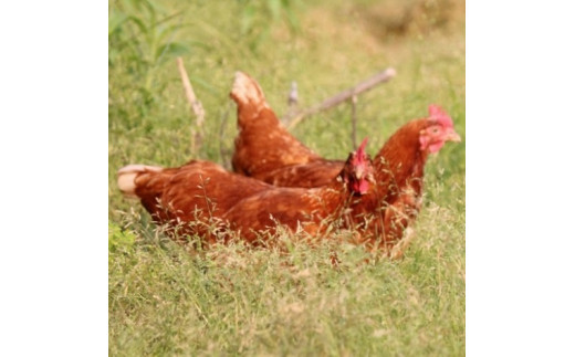 黄身のつまめる元気たまご50個（40＋割れ保障10個）[228]