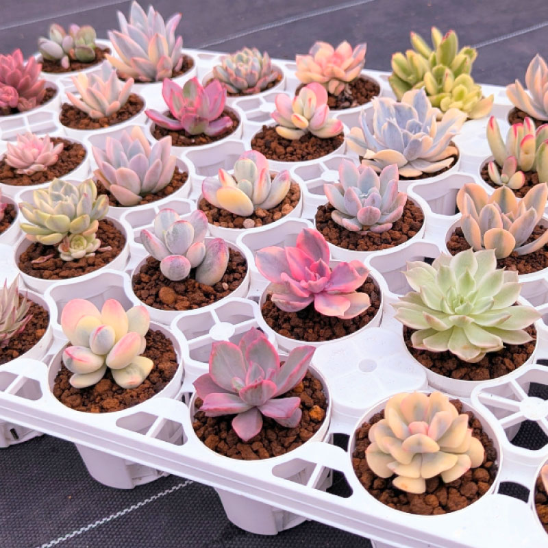 多肉植物ポット苗 ５個セット [1225] 5個セット