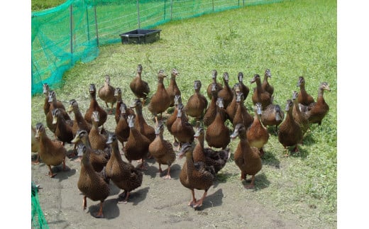 アイガモ農法で栽培した 無農薬 有機栽培米５kg お米 精米 こしひかり 兵庫県 多可町 ひのきもとさん