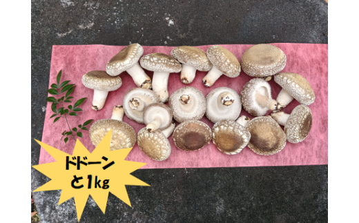 大きさいろいろ 肉厚プリプリ生椎茸１kg[1130] しいたけ シイタケ