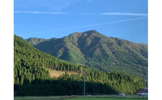 【パンセット１】食パン１斤２本[914]