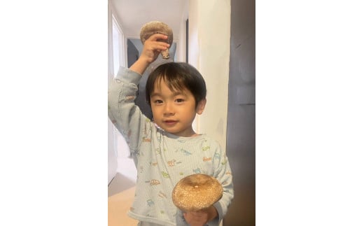 大きな椎茸 肉厚プリプリ生椎茸 800g！[672] しいたけ シイタケ