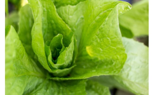 【季節限定】伝統野菜と在来種のピュアオーガニック野菜セット４か月定期便[1181] ４回定期便