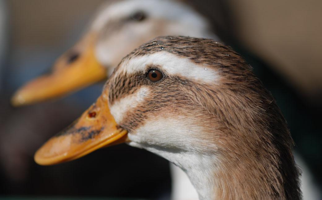 【若づる鴨】有機JAS田んぼで育ったアイガモロース肉スライス[1171] 鴨鍋 ロース肉 鴨 カモ
