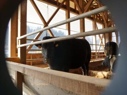 神戸ビーフ お試し焼肉セット TKYS1(300g)[878] 神戸牛 太田家