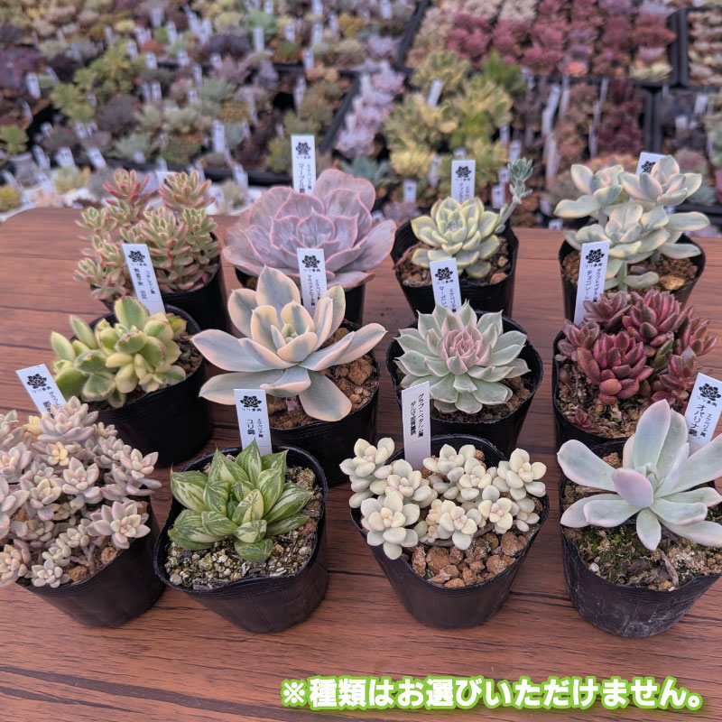 多肉植物ポット苗の錦（斑入り）10個セット [1227] 10個セット