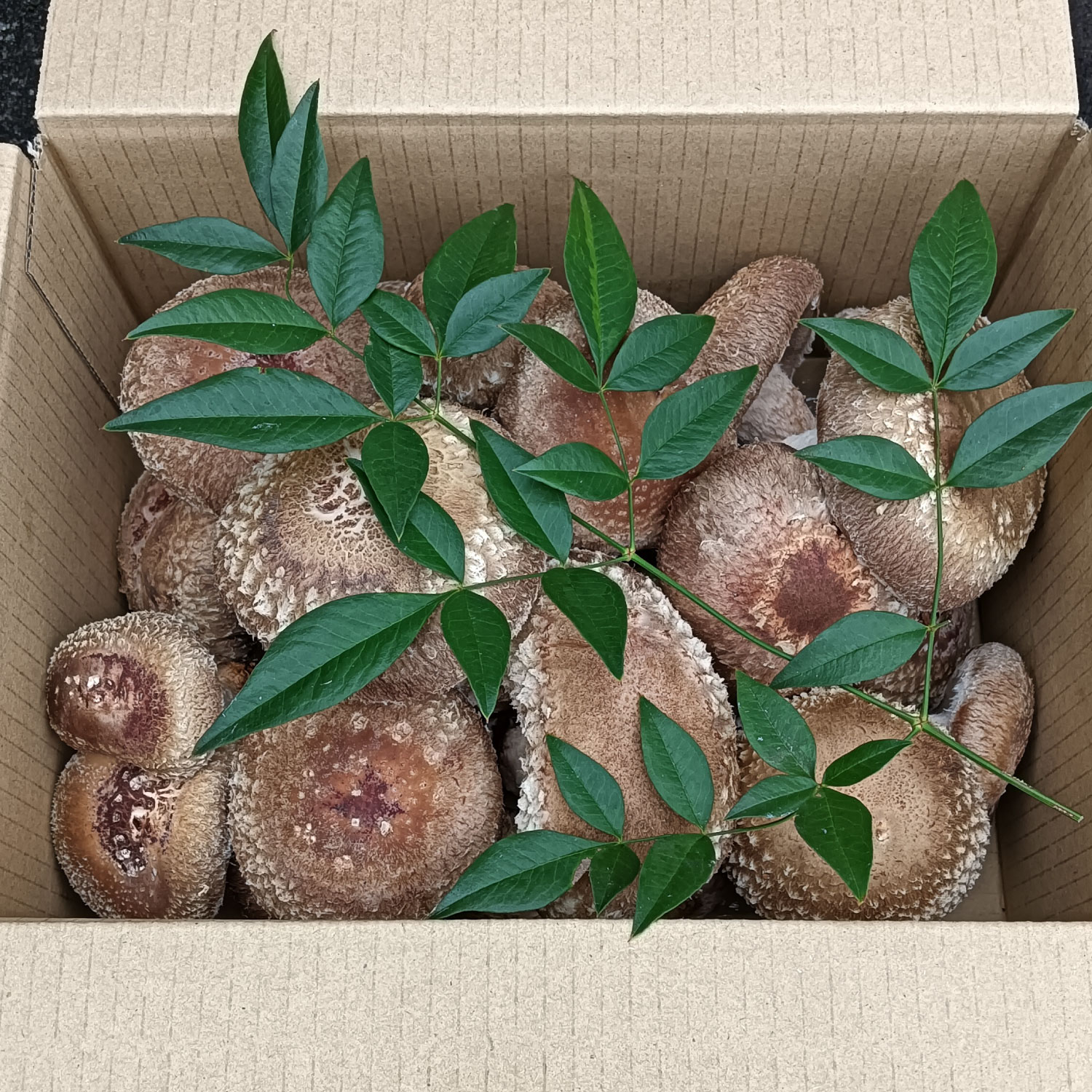 大きさいろいろ 肉厚プリプリ生椎茸１kg[1130] しいたけ シイタケ