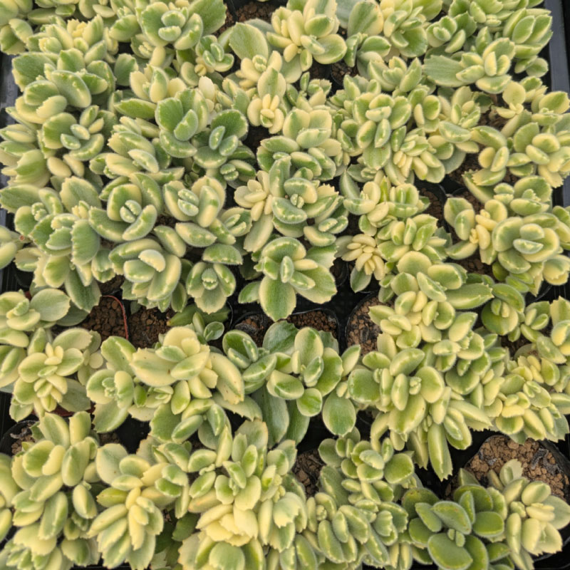 多肉植物ポット苗の錦（斑入り）10個セット [1227] 10個セット