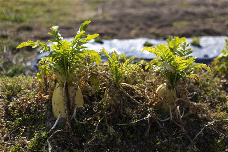 ファームビジット（収穫体験）とランチ（1名様分）[200]