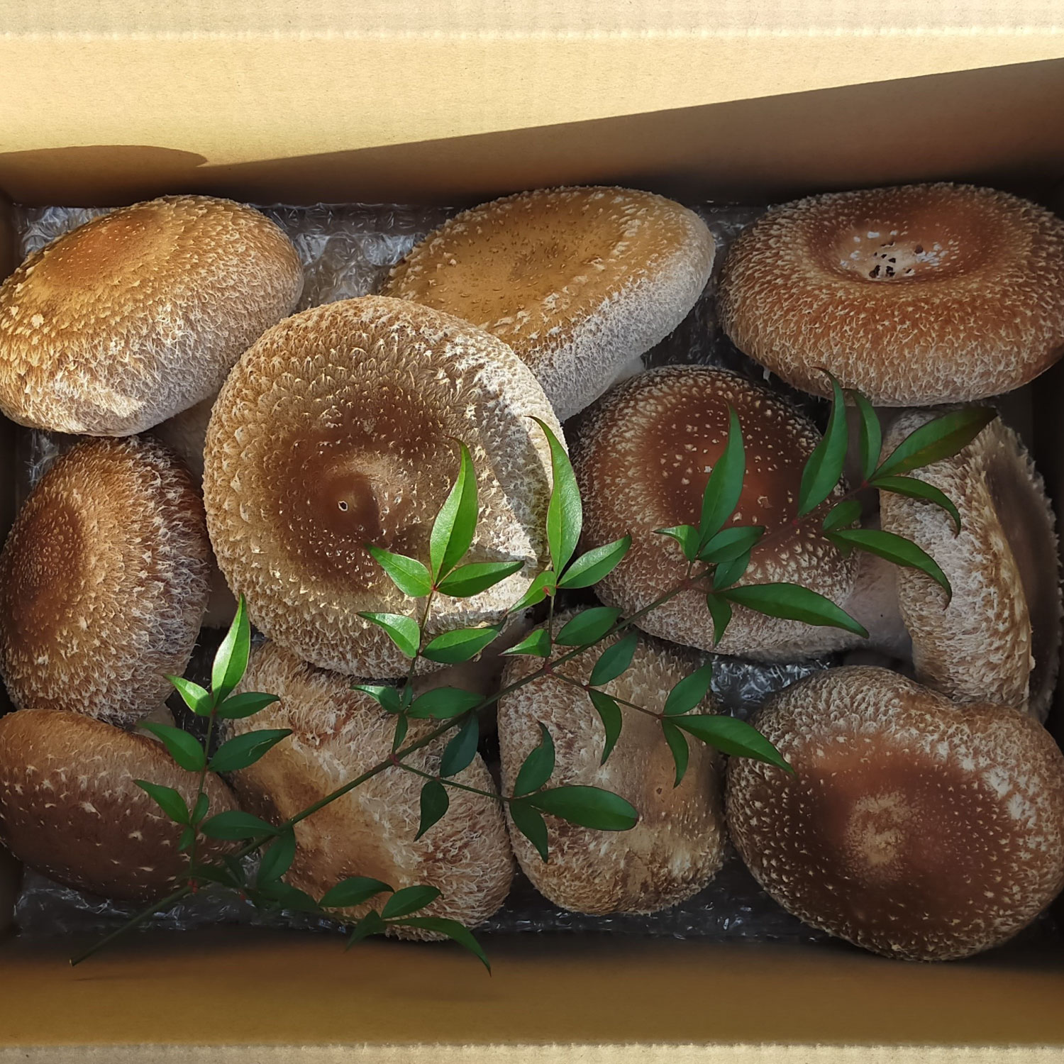 大きな椎茸 肉厚プリプリ生椎茸 800g！[672] しいたけ シイタケ