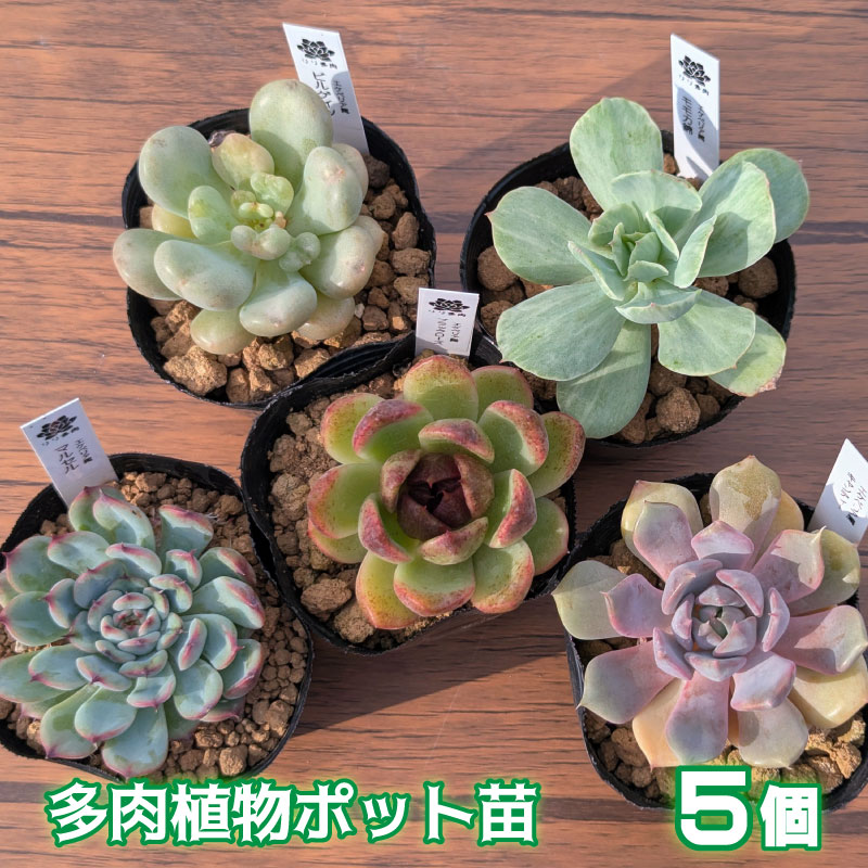 多肉植物ポット苗 ５個セット [1225] 5個セット