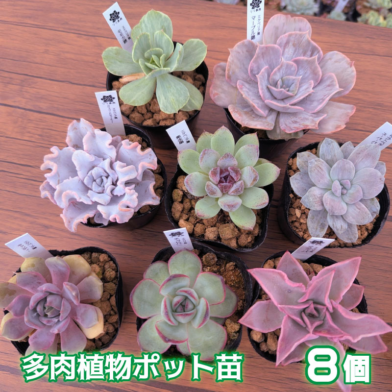 多肉植物ポット苗 ８個セット [1226] 8個セット
