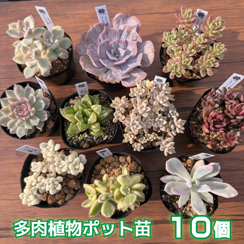 多肉植物ポット苗の錦（斑入り）10個セット [1227] 10個セット