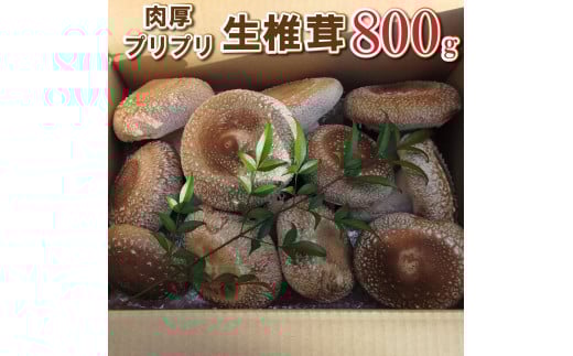 672 肉厚プリプリ生椎茸 800g！