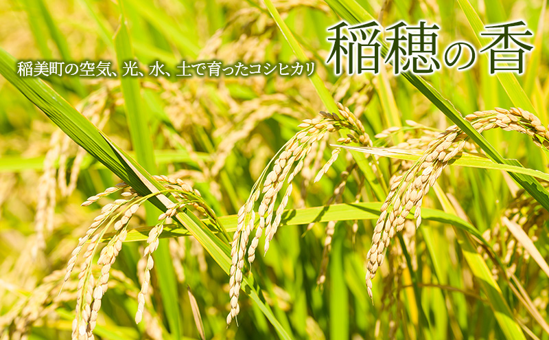 【令和7年産 新米】米 コシヒカリ 稲穂の香 5kg 精米 白米 お米 こめ コメ 最高級米 ご飯 ごはん こしひかり 兵庫県産 兵庫 兵庫県 稲美町