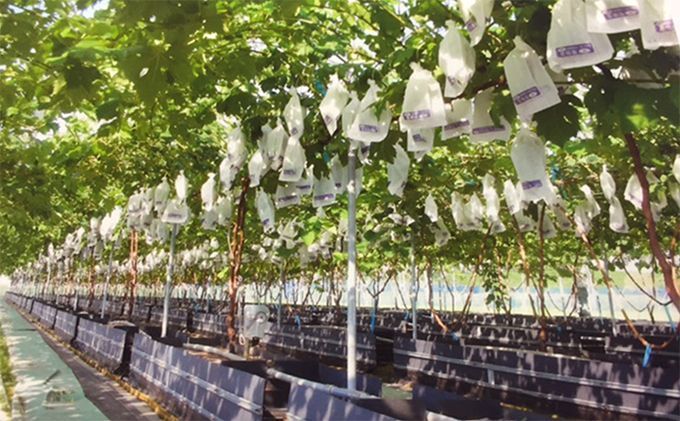 シャインマスカット 2025年発送 数量限定 ぶどう 1.2kg ブドウ 果物 フルーツ 葡萄 マスカット