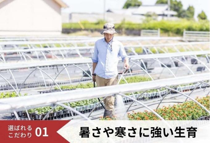 花 定期便 2ヶ月季節の花苗 セット 花き品評会理事長賞受賞 花苗 生産者直送 庭季節の花苗セット ガーデニング 花壇 苗 苗木 花の苗 花の苗物 定期 お楽しみ 2回 お届け