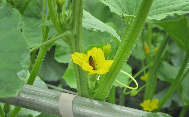 いなみ野メロン2玉　5Lサイズ