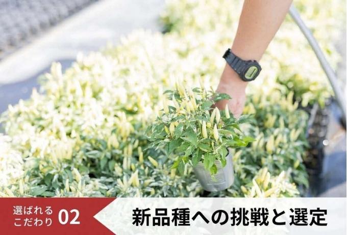 花 定期便 2ヶ月季節の花苗 セット 花き品評会理事長賞受賞 花苗 生産者直送 庭季節の花苗セット ガーデニング 花壇 苗 苗木 花の苗 花の苗物 定期 お楽しみ 2回 お届け