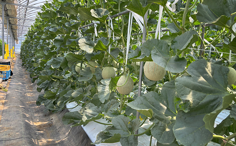 いなみ野メロン2玉　5Lサイズ