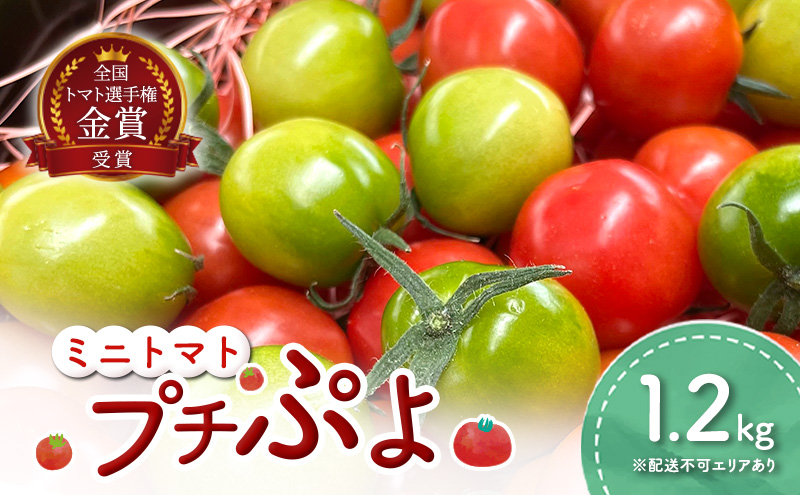 ミニトマト プチぷよ 1.2kg 第一回全国 ミニトマト 選手権銀賞