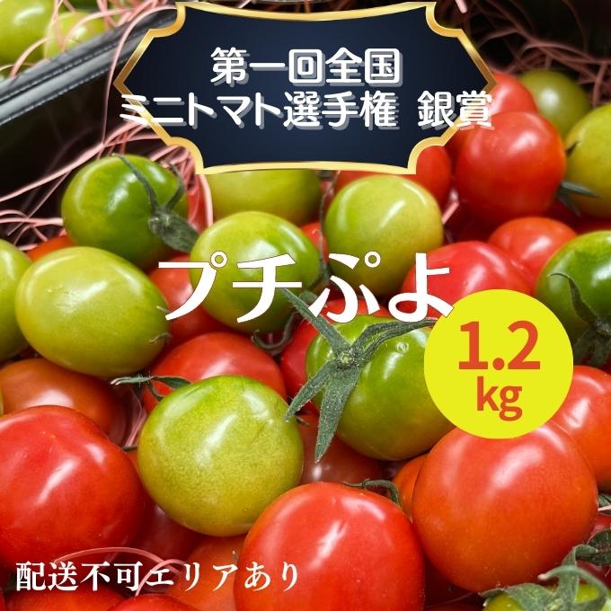 ミニトマト プチぷよ 1.2kg 第一回全国 ミニトマト 選手権銀賞