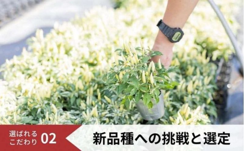 パンジー花苗セット　よく咲くスミレ6ポットセット / 花　パンジー　よく咲くスミレ　花苗　花き品評会理事長賞受賞生産者直送　ガーデニング 花壇 苗 苗木 花の苗 花の苗物