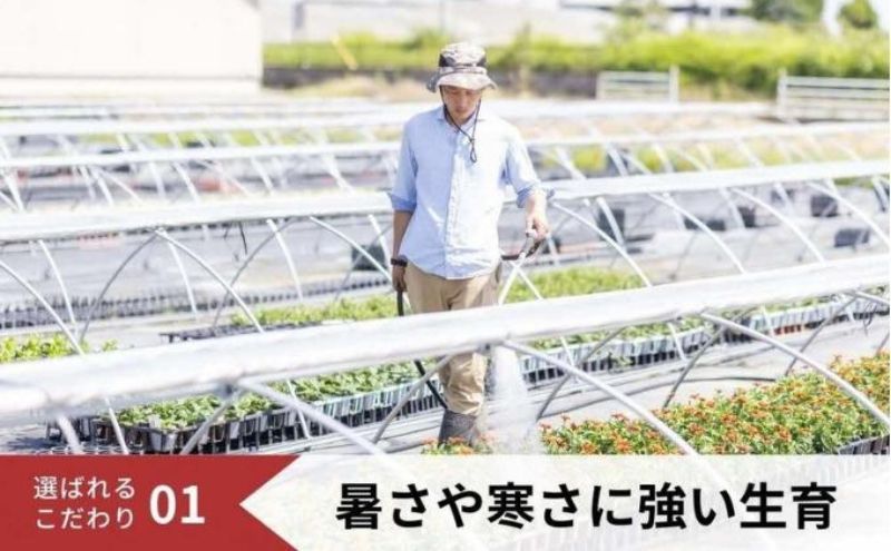 パンジー花苗セット　よく咲くスミレ12ポットセット / 花　パンジー　よく咲くスミレ　花苗　花き品評会理事長賞受賞生産者直送　ガーデニング 花壇 苗 苗木 花の苗 花の苗物