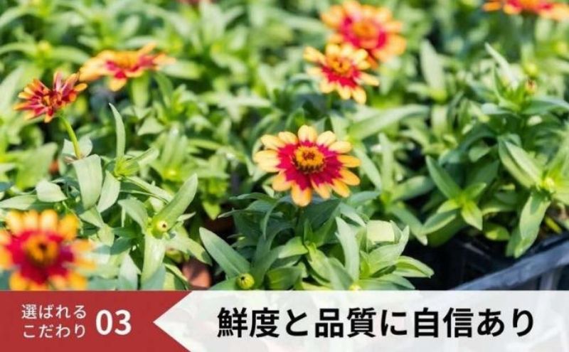 豪華なフリル系小輪パンジー6ポットセット / 花　パンジー　フリル系　　小輪　花苗　花き品評会理事長賞受賞生産者直送　ガーデニング 花壇 苗 苗木 花の苗 花の苗物