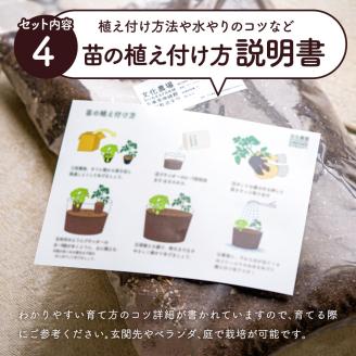 011BK03N.はじめての家庭菜園キット「サラダガーデン」（プランター色：ネイビー）